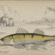 Illustration for article titled Natural History of Fishes of the Perch Family